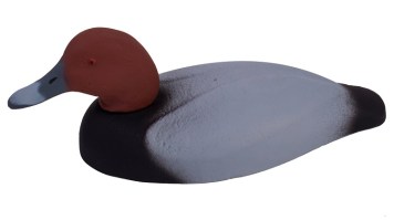 red-headed duck drake